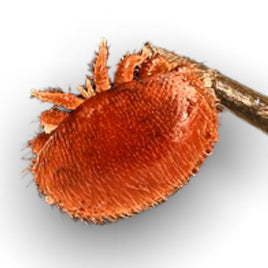 Varroa mite is the honey bees number one enemy and must be managed.